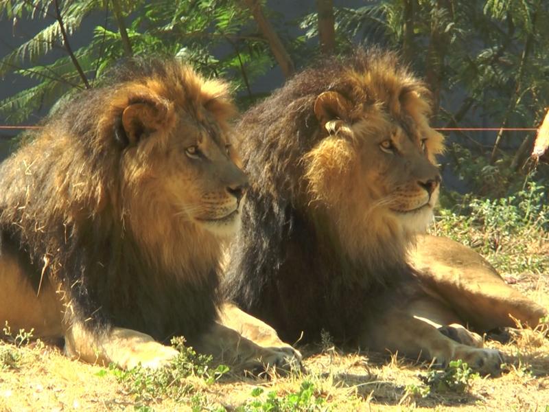 Alertan muertes de animales y falta de informes en el Zoológico León