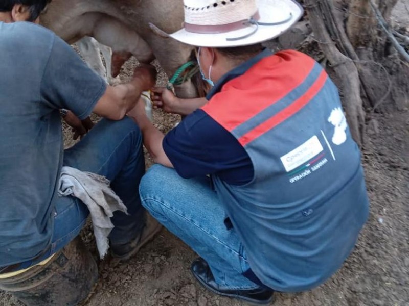 Alertan: no consumir quesos frescos sino están pasteurizados