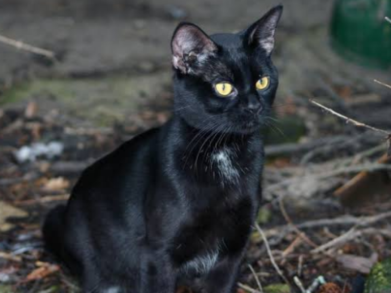 Alertan, no dar en adopción a mascotas negras por brujería