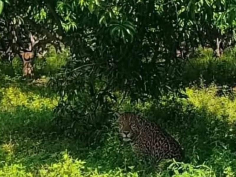 Alertan nuevamente por presencia de jaguar en Tecpan de Galeana