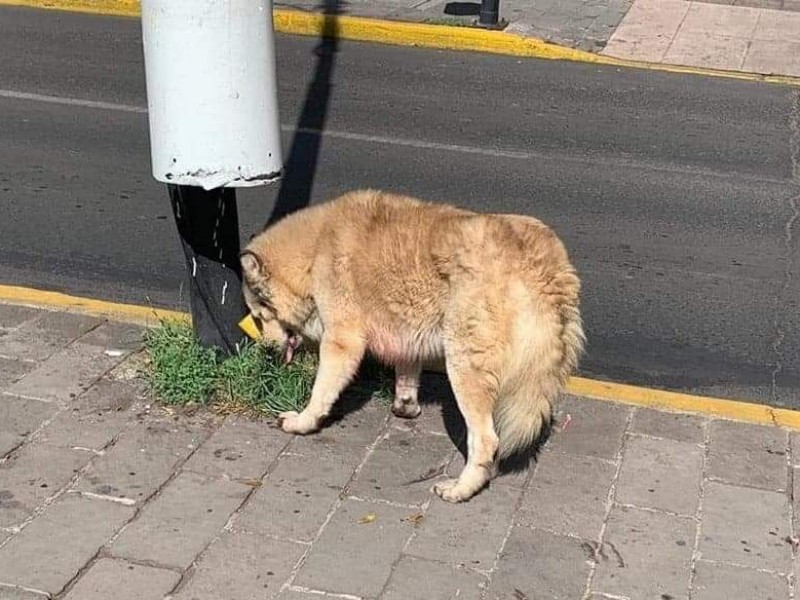 Alertan por ataques de perros callejeros en Zamora