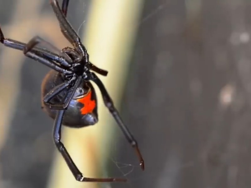 Alertan por aumento de mordeduras de araña violinista y viuda negra
