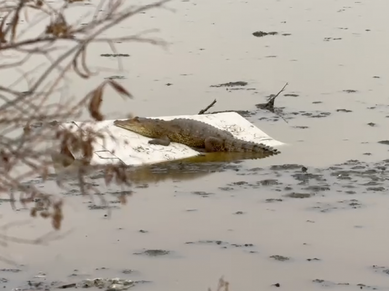 Alertan por cocodrillo en lagunba de Cuautitlán Izcalli