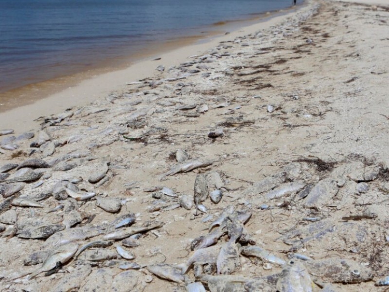 Alertan por Marea Roja en Yucatán; suspenden pesca y emiten recomendaciones