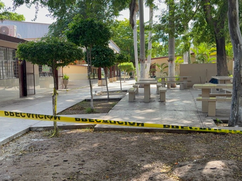 Alertan por picaduras de abejas en escuelas; retiran panales
