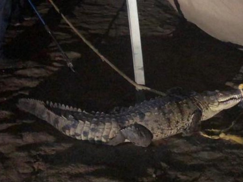 Alertan por presencia de cocodrilo en Costa Rica