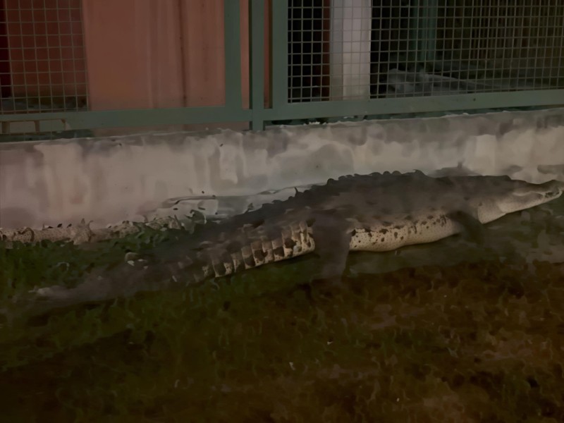 Alertan por presencia de cocodrilos en laguna de El Coacoyul
