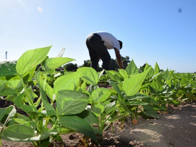 Alertan por presencia de hongos en cultivo de frijol