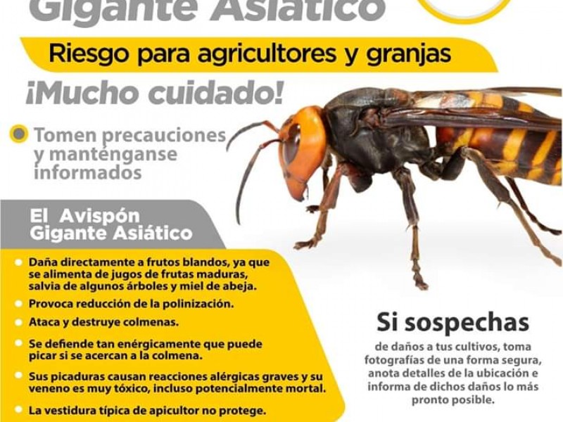 Alertan sobre la posible llegada del avispón gigante asiático