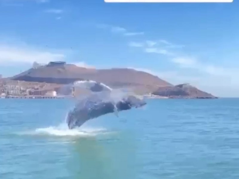 Alertan sobre la presencia de ballena en Topolobampo