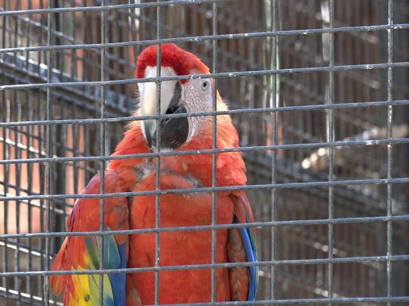 Alertan sobrepoblación de 300 animales y falta de hábitats en Zoológico León