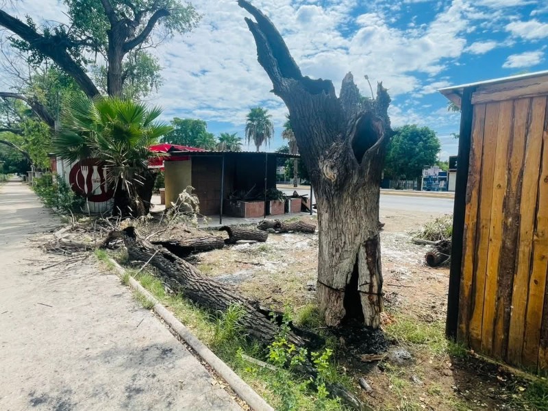 Alianza Ambientalista presenta iniciativa para sistema estatal de parques y áreas verdes