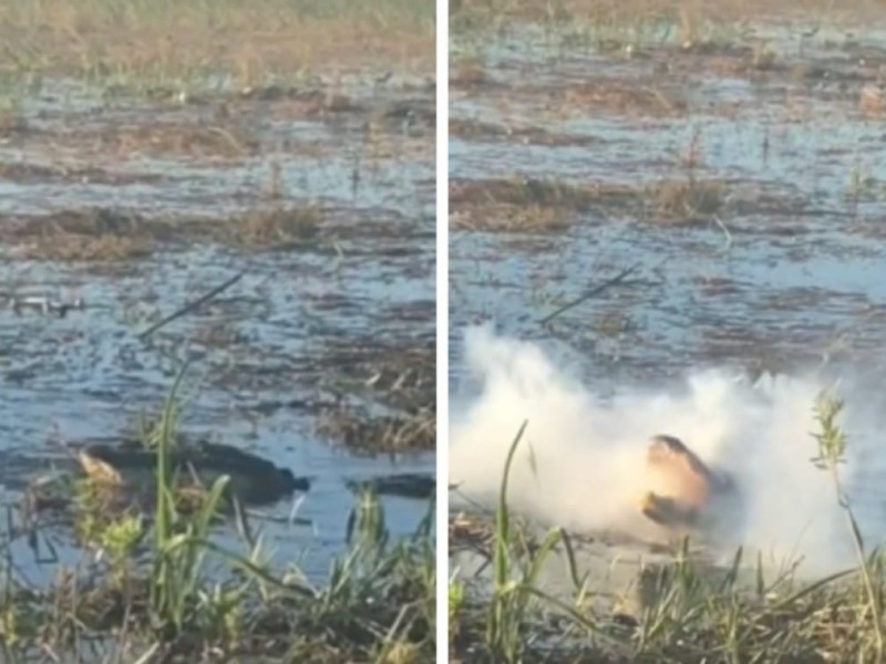 Caimán atrapa un dron al vuelo y los devora