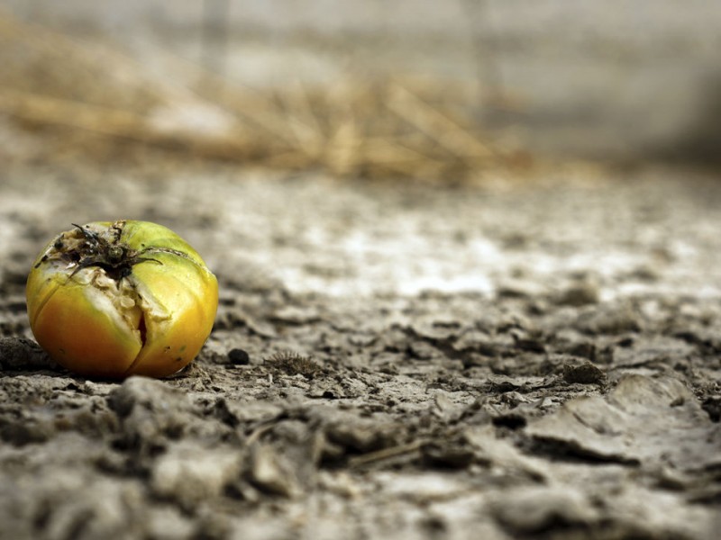 Alimentación sostenible, buscan evitar que se devoré al planeta