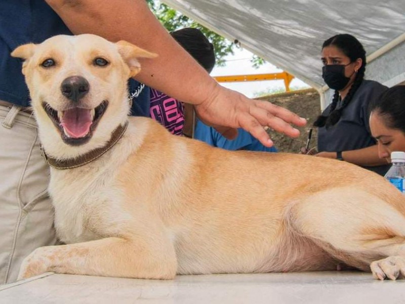 Alistan campaña de esterilización en Tuxpan