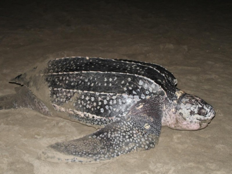 Alistan Expo Tortuga Marina en Costa michoacana