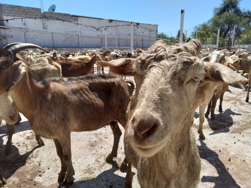 Alistan ganado para Matanza, sequía complicó alimentación