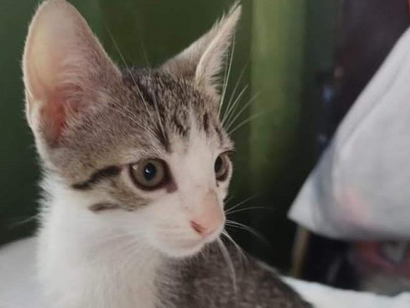 Alistan “Gato-ton” en Tuxpan