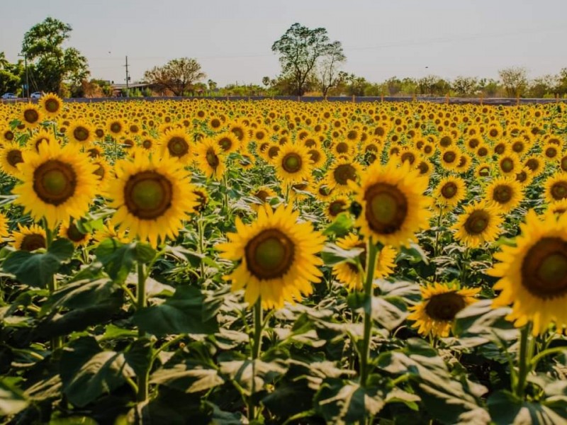 Alistan Mocorito para la próxima apertura del campo de girasoles