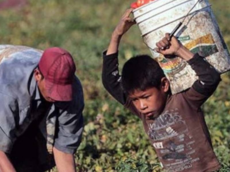 Alistan operativo en campos agrícolas, buscan prevenir el trabajo infantil