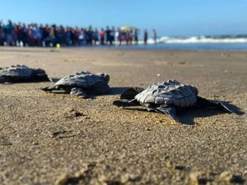 Alistan última liberación de tortugas marinas