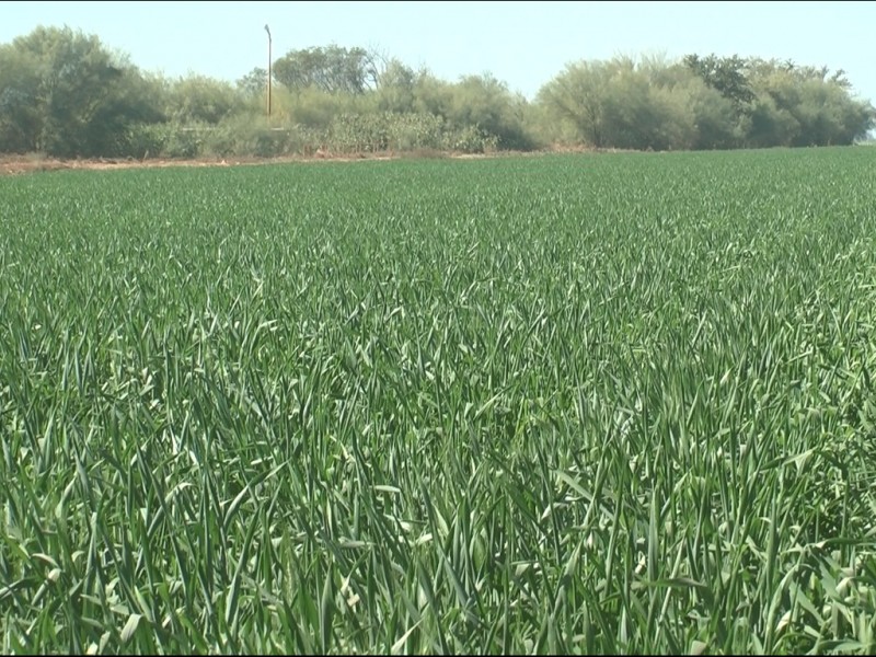 Almacenamiento de la presa Mocúzari garantiza próximo ciclo agrícola