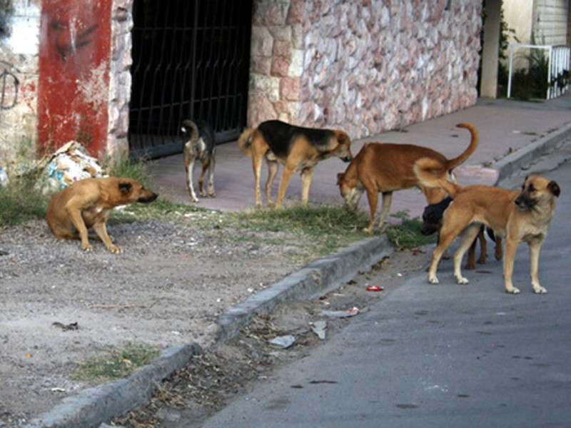 Alrededor de 300 mil perros callejeros proliferan en la Laguna