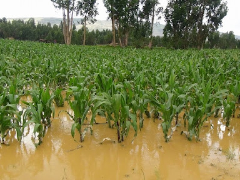 Alrededor de 5 mil hectáreas de maíz afectadas por lluvias