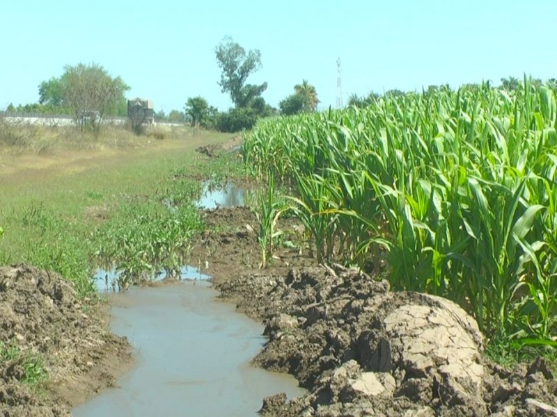 Alta demanda de Maíz podría dificultar a módulos proporcionar agua