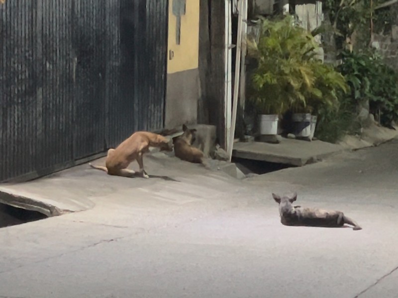 Alta incidencia de TVT en perros en situación de calle