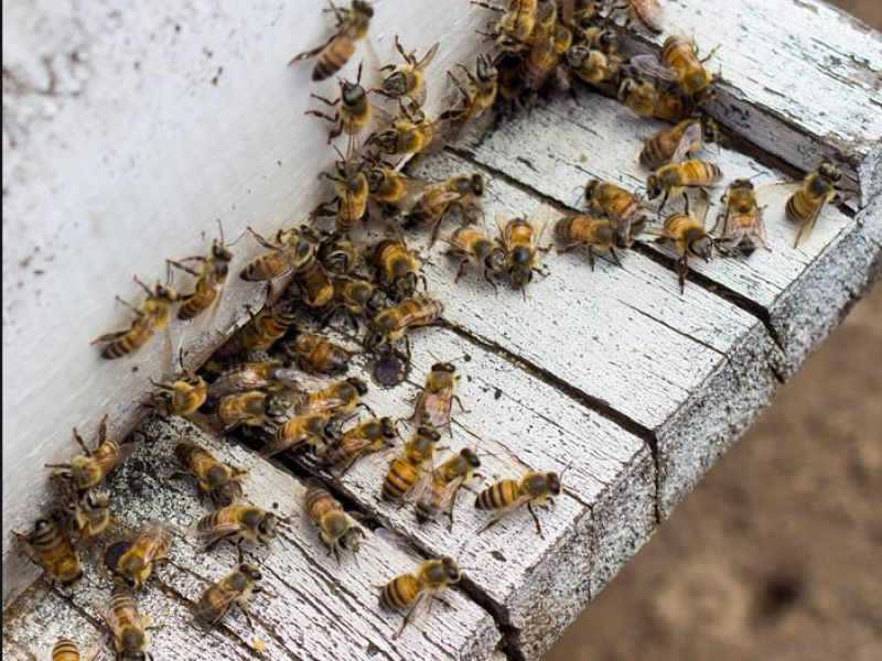 Alta incidencia por picadura de abeja en Ahome