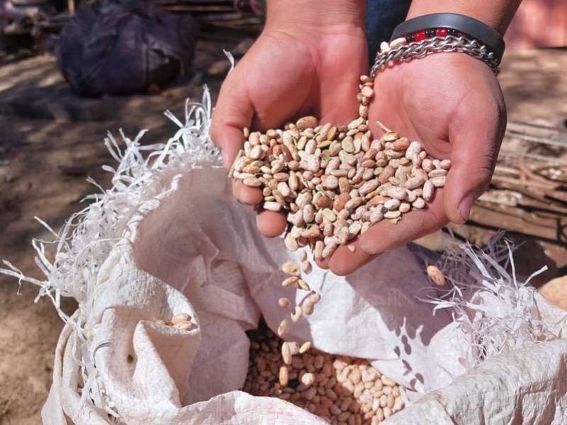 Alta producción de frijol nayarita este año