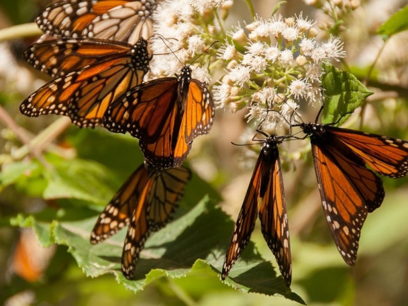Altas expectativas de turismo en santuario de mariposa Monarca