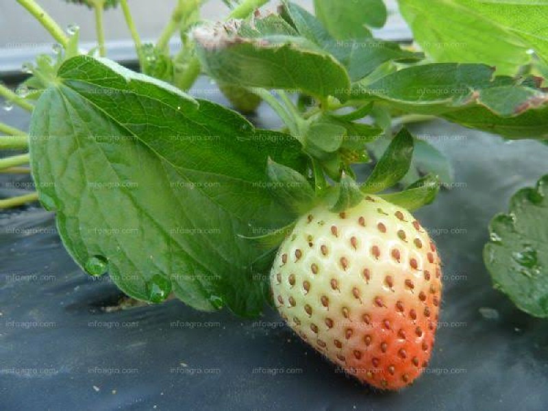 Altas temperaturas aceleran maduración y aparición de plagas en fresa