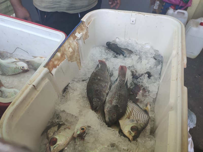 Altas temperaturas afecta venta de pescados y mariscos