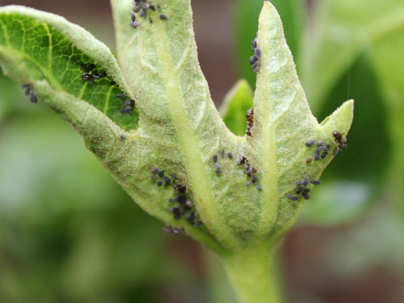 Altas temperaturas afectan cosechas de frutas y verduras