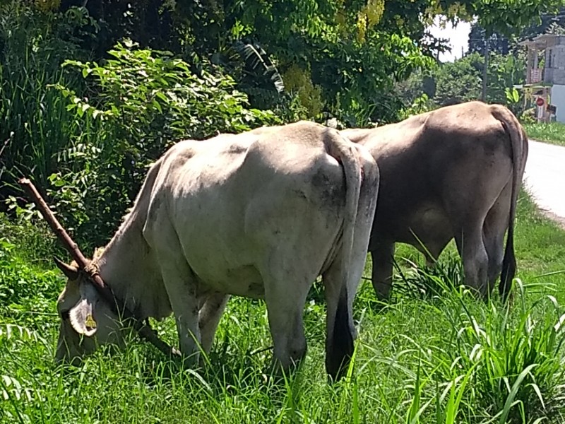 Altas temperaturas afectan al ganado