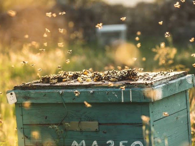 Altas temperaturas han provocado afectaciones a la apicultura 
