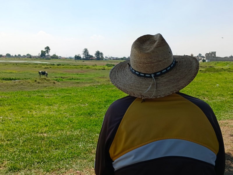 Altas temperaturas le pegan a los cultivos y al ganado