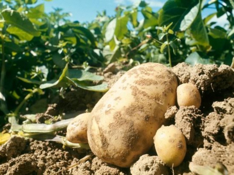 Altas temperaturas no favorecen primeras siembras de papa