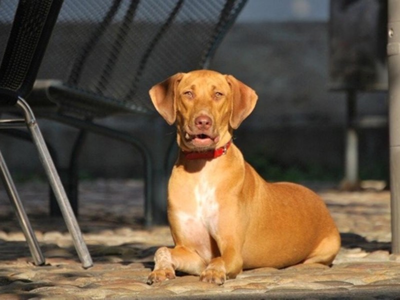 Altas temperaturas provocan golpes de calor en mascotas