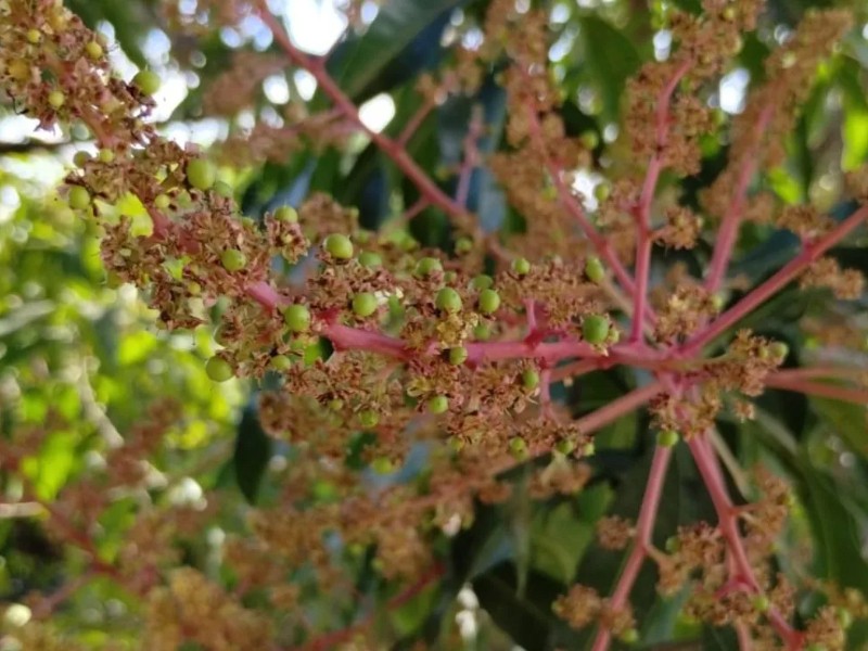 Altas temperaturas retrasa la floración de mangos en Ahome