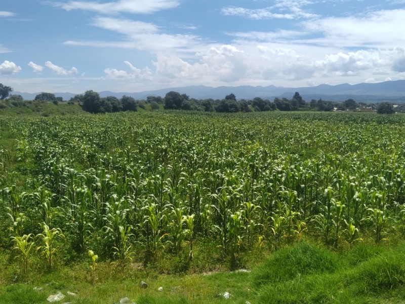 Altos costos de fertilizantes ponen en jaque alimentación en EdoMéx