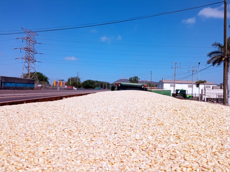 Altos costos de insumos merma utilidad del productor de maíz