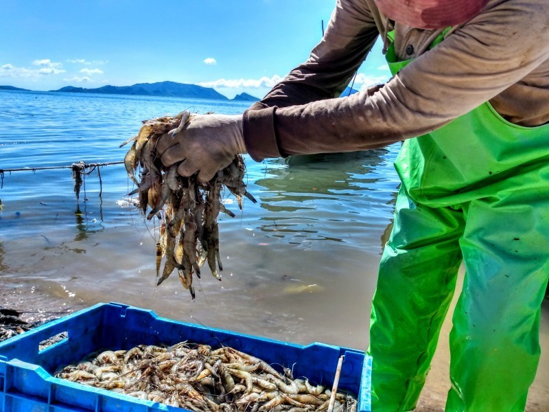 Altos costos y saqueo amenazan la pesca de camarón