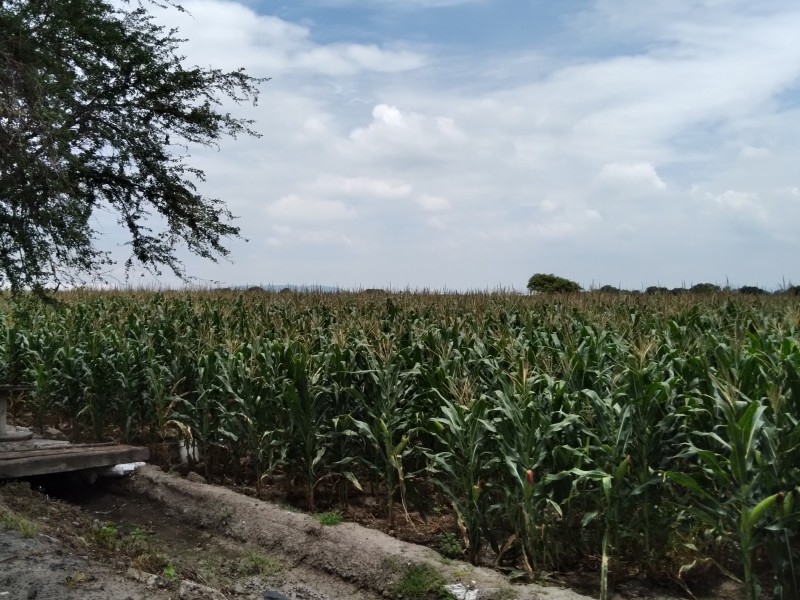 Altos precios de los insumos, impactan economía de agricultores