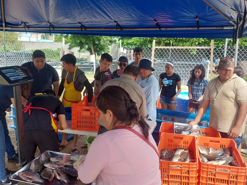 Alumnos de Acuicultura cosechan 4 toneladas de mojarras tilapias