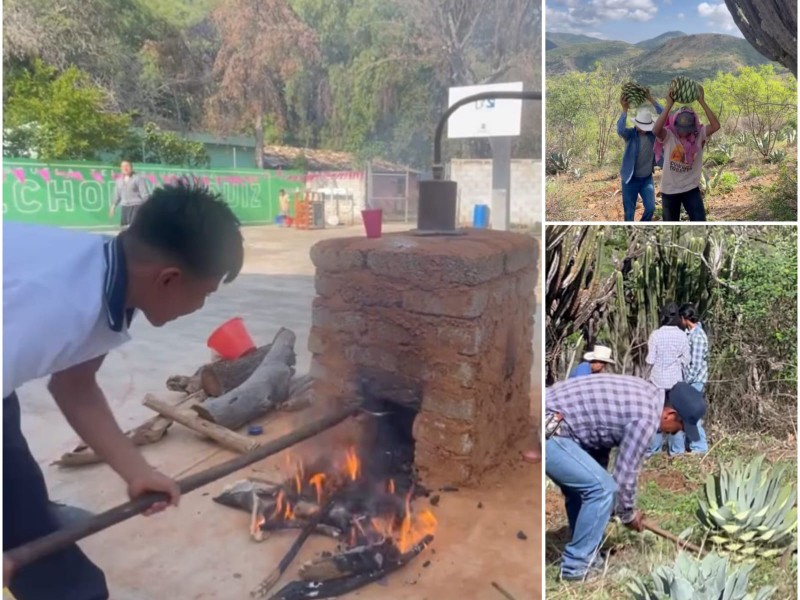 Alumnos de telesecundaria incursionan en producción de mezcal-cultivo de agave