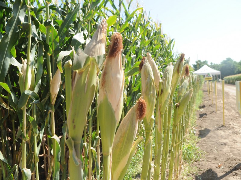 Alza en costos de insumos principal afectación de productores agropecuarios