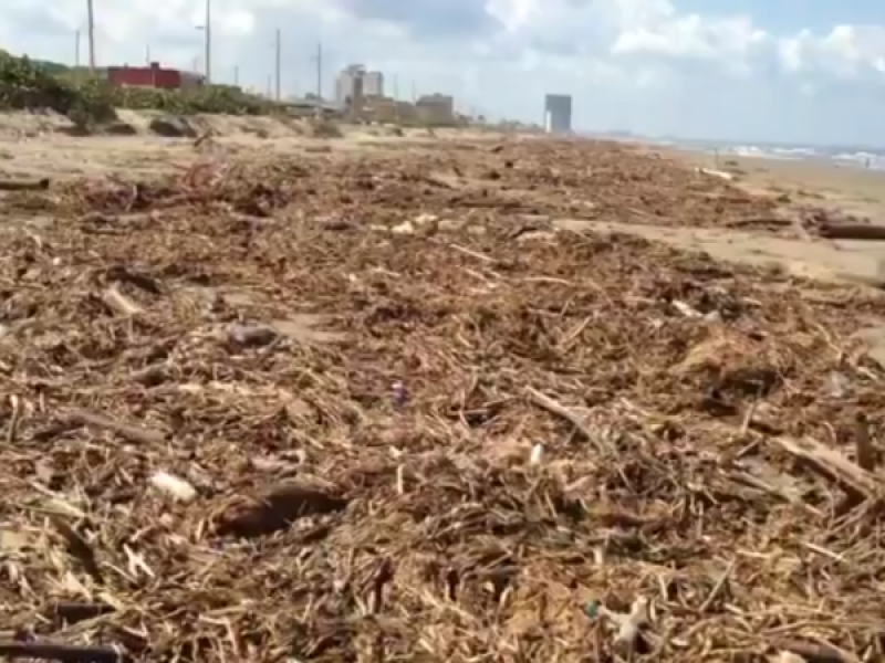 Amanecen playas de Coatzacoalcos con gran cantidad de palizada.